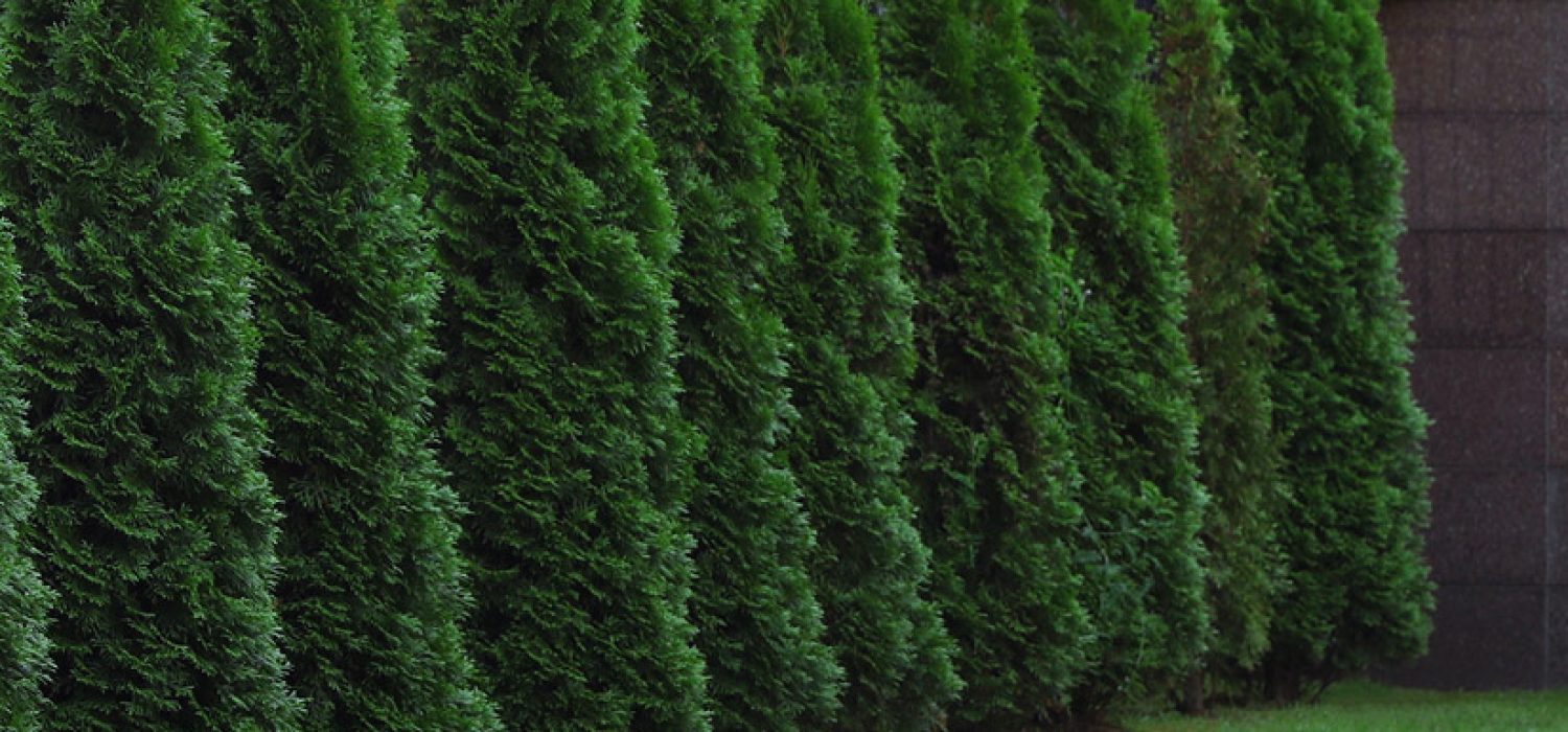 GettyImages-1911053194